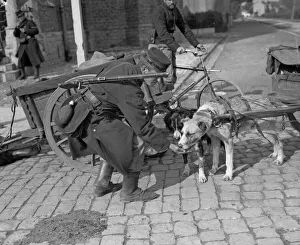 The use of dogs for light haulage purposes was a feature of the Belgian armed forces in