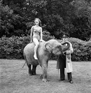 Valli the Elephant with Empress Hall showgirl at Whipsnade Zoo. August 1952 C4028