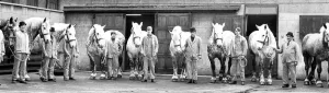The Vaux Percherons, or dray horses are lined up for inspeciton in 1970