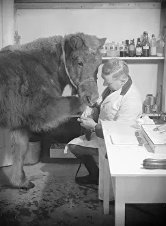 Veterinarian Prints: A vet attends to an injured pony by bandaging its leg Circa 1935 A©Mirrorpix