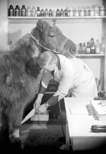 A vet attends to an injured pony by bandaging its leg Circa 1935 A©Mirrorpix