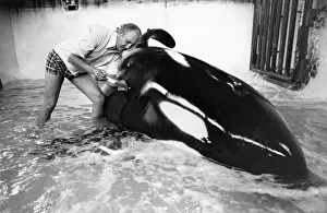Injection Prints: Vet David Taylor with Ramu the killer whale at Windsor Safari Park. May 1976