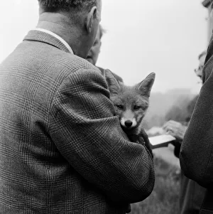 00115 Prints: Vicky the fox cub awith dog owner Neil McNeil of Liverpool at Barons Down near Dulverton