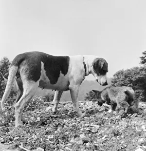 Vicky the fox cub and Sheba the fox hound dog at Barons Down near Dulverton in Somerset