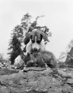 Vicky the fox cub and Sheba the fox hound dog at Barons Down near Dulverton in Somerset