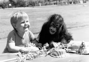 Orang Utan Prints: Victoria the orang utan celebrates her first birthday with her closest friend
