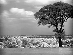 00081 Prints: The view of Teddington from Surbiton Golf Club October 1933 356