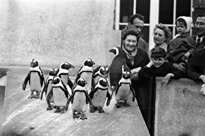 Bird Prints: Visitors at London Zoo admire and delight in the antics of the penguins as they stand in