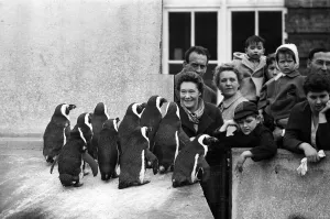 Visitors at London Zoo look at the penguins - while everyone seems cheerful at the sight