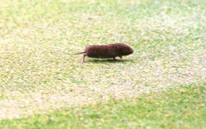 Rodent Prints: A vole which appeared at the British Open Golf Championships while Justin Rose was