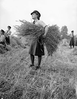 Harvest Prints: W. A. A. Fs Harvesting during WW2 - September 1941 Women doing mens jobs during