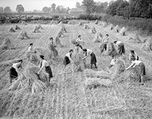 Waaf Prints: W. A. A. Fs Harvesting during WW2 - September 1941 Women doing mens jobs during