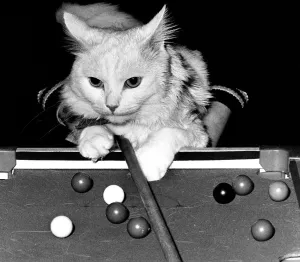 00057 Prints: W. P. the white Angora cat loves knocking snooker balls around the table