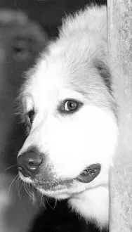 Canine Prints: Waiting in the wings. A huge Pyrenean dog sits in its kennel ready for it