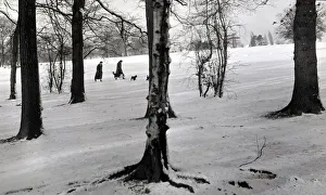 00182 Prints: Walking the snow Trees silver birch tree snow snowy weather seasons