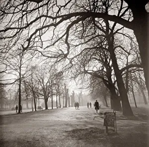 Forest Prints: Walkway through Hyde Park People strolling walking underneath the tree lined path