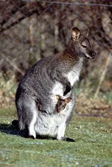 Images Dated 1st February 1983: A Wallaby and her Baby at Calderpark Zoo in Glasgow February 1983