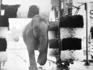 Core04 Prints: Walsall Football Clubs car wash became a Jumbo Jet'for a time today