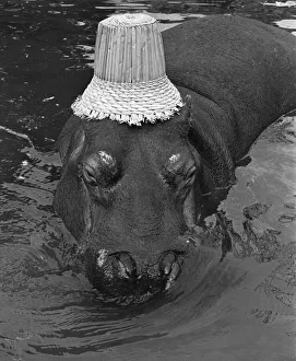 If you want to get ahead, get a hippo! Humphrey the hippo is known as a bad tempered