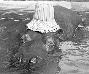 00953 Prints: If you want to get ahead, get a hippo! Humphrey the hippo is known as a bad tempered