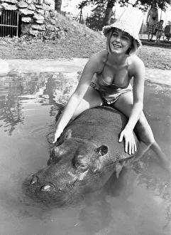 If you want to get ahead, get a hippo! Humphrey the hippo is known as a bad tempered