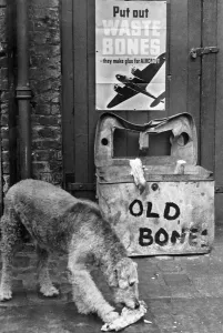 War on waste: This cannie friend donates his bone to the waste basket so it can be melted