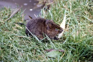 00158 Prints: A water vole at Severn Wildfow Trust in Slimbridge Glocuestershire October 1980