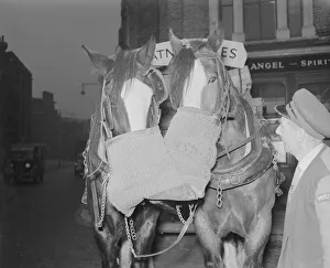 00120 Prints: Watney Brewery heavy horses seen here taking a well earnt break whilst delivering beer