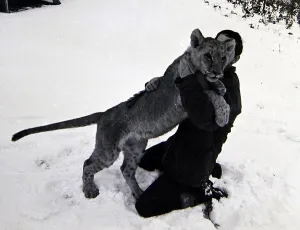 00182 Prints: Weather - Snow - Animals - Lions Lion Cub in the snow