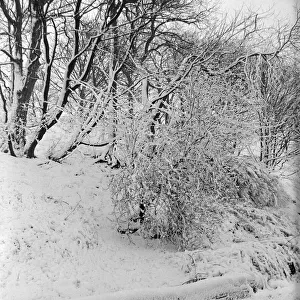 Weather - Snow - Cold Snow scene - nature, trees covered in snow