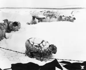 00182 Prints: Weather snow sheep in the snow near Burnley Lancashire dbase