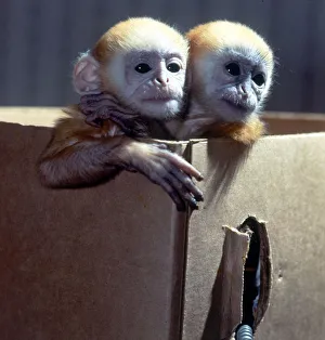 Monkeys Prints: Three week old baby Langur monkeys Peter and Pop which are being hand-reared at Twycross