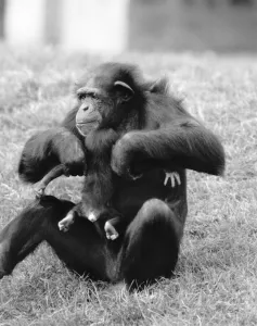 The week old chimpanzee Benson hadn t quite got the hang of suckling up to mum Rosie