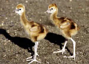 Chicken Prints: two week old Crowned Crane Chicks at London Zoo September 1984 at London Zoo A&copy