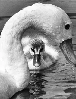 This week old cygnet stays close to mum at Washington Wildlife Park