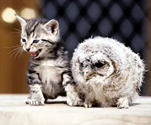 Four week old kitten with a baby tawny owl at Surrey Bird Rescue Centre at Chertsey June