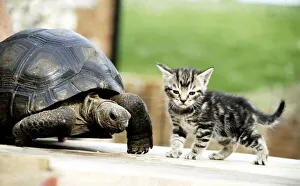 Tortoise Prints: Four week old kitten with Lightning the ten year old tortoise at their owners home in