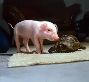 Amphibian Prints: Three week old piglet and tortoise at Surrey Bird Rescue Society in Chertsey June
