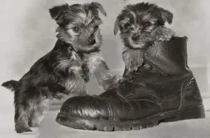 00171 Prints: Two six week old Yorkshire terrier puppies playing in a pair of old boots May 1979