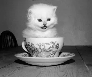 Kittens Prints: Three weeks old male kitten sitting inside a tean cup at the home of his owner in