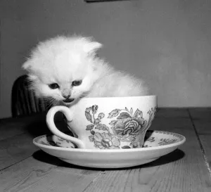 Three weeks old male kitten sitting inside a tean cup at the home of his owner in