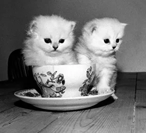 Three weeks old male kitten sitting inside a tean cup at the home of his owner in