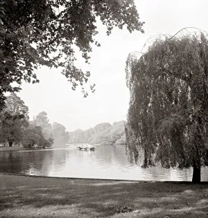 Rivers And Seas Prints: Weeping willow tree standing by the water Lake Trees Scenic landscape