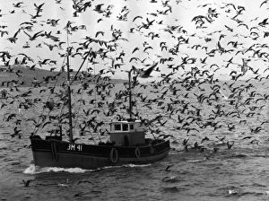 00047 Collection: What a welcome for the fishermen of Brixham. As they arrive home with heavy catches