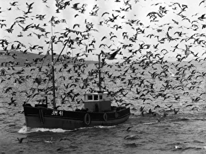 What a welcome for the fishermen of Brixham. As they arrive home with heavy catches