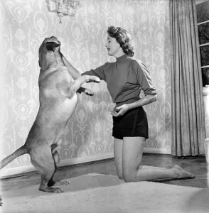 A well-trained dog that is if he is like Elspeth GrayOs golden Labrador Bastien