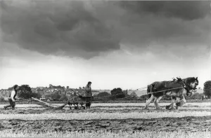 West Hallam & District ploughing & hedgecutting competition. 15th September 1988