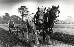 Agriculture Prints: West Hallam - Harry Tomalin ploughing with his horses 15th October 1983