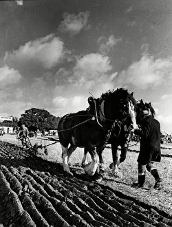 Crops Prints: West Hallam Ploughing competition 15th October 1981