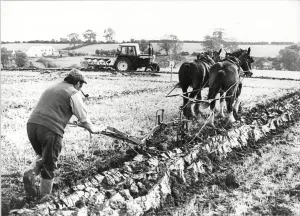 Crops Prints: West Hallam ploughing match 15th June 1950 - David Neal for Hinkley